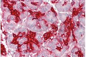 Rabbit Anti-ANXA4 antibody  Formalin Fixed Paraffin Embedded Tissue: Human Adult Pancreas  Observed Staining: Cytoplasm in hepatocytes Primary Antibody Concentration: 1:600 Secondary Antibody: Donkey anti-Rabbit-Cy3 Secondary Antibody Concentration: 1:200 Magnification: 20X Exposure Time: 0. (Annexin IV anticorps  (Middle Region))