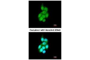 anti-BAI1-Associated Protein 2-Like-1 (BAIAP2L1) (AA 1-226) antibody