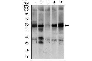 Image no. 8 for anti-Nuclear Receptor Subfamily 6, Group A, Member 1 (NR6A1) antibody (ABIN1491624) (NR6A1 anticorps)