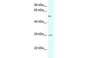 Image no. 1 for anti-Amylase, alpha 2B (Pancreatic) (AMY2B) (AA 130-179) antibody (ABIN6747549) (AMY2B anticorps  (AA 130-179))