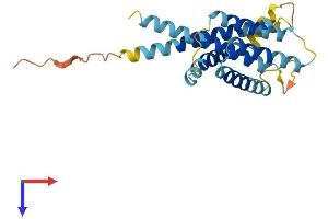 AlphaFold protein structure predicition of Mouse Recombinant Insig2 Protein, UniprotID Q91WG1