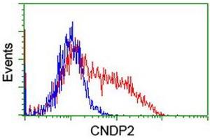 Flow Cytometry (FACS) image for anti-CNDP Dipeptidase 2 (Metallopeptidase M20 Family) (CNDP2) antibody (ABIN1497548) (CNDP2 anticorps)