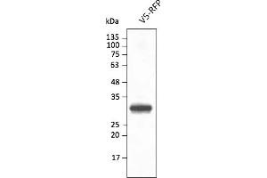 Western Blotting (WB) image for anti-Red Fluorescent Protein (RFP) antibody (DyLight 550) (ABIN7273109) (RFP anticorps  (DyLight 550))