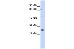Western Blotting (WB) image for anti-Spermatogenesis Associated 22 (SPATA22) antibody (ABIN2460089) (SPATA22 anticorps)