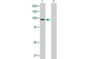 Western Blot analysis of TRPC4AP expression in transfected 293T cell line by TRPC4AP MaxPab polyclonal antibody.