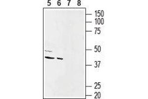 Western blot analysis of rat (lanes 5 and 7) and mouse (lanes 6 and 8) heart membranes:5,6. (Gap Junction Protein, alpha 1, 43kDa (GJA1) Peptide)