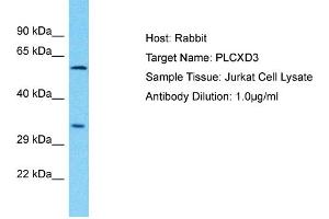 Host: Rabbit Target Name: PLCXD3 Sample Type: Jurkat Whole Cell lysates Antibody Dilution: 1.