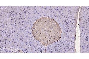 Paraformaldehyde-fixed, paraffin embedded Rat pancreas; Antigen retrieval by boiling in sodium citrate buffer (pH6.