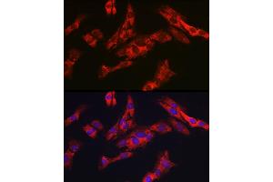 Immunofluorescence analysis of C6 cells using G6PC3 Rabbit pAb (ABIN7267401) at dilution of 1:200 (40x lens). (G6PC3 anticorps  (AA 50-150))