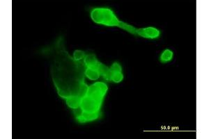 Immunofluorescence of purified MaxPab antibody to EFNA3 on 293 cell. (Ephrin A3 anticorps  (AA 1-238))