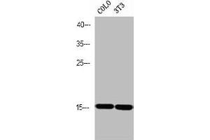 Western blot analysis of COLO 3T3 using p-PEA-15 (S116) antibody. (PEA15 anticorps  (pSer116))