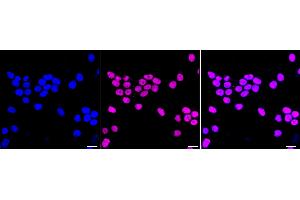 Immunocytochemical staining of HeLa cells with Phospho-Nrf2 (S40) antibody (ABIN7799630), 1:1,000). (Recombinant NRF2 anticorps  (pSer40))