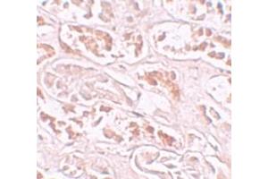 Immunohistochemistry (IHC) image for anti-Protein BANP (BANP) (Middle Region) antibody (ABIN1030879) (BANP anticorps  (Middle Region))