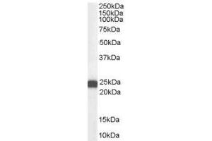 Image no. 1 for anti-BCL2-Associated Athanogene 2 (BAG2) (C-Term) antibody (ABIN374110) (BAG2 anticorps  (C-Term))