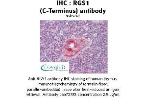 Image no. 2 for anti-Regulator of G-Protein Signaling 1 (RGS1) (C-Term) antibody (ABIN1738849) (RGS1 anticorps  (C-Term))
