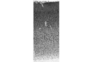 Adult rat neocortex immunohistochemistry. (STMN2 anticorps  (C-Term))