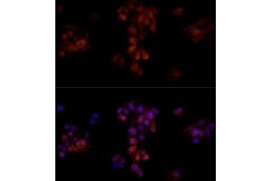 Immunofluorescence analysis of HepG2 cells using B1 Rabbit pAb (ABIN3022390, ABIN3022391, ABIN3022392, ABIN1512555 and ABIN6218779) at dilution of 1:50 (40x lens).