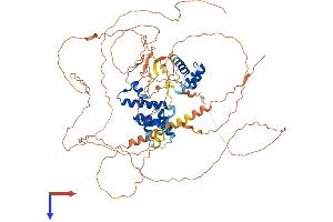 AlphaFold protein structure predicition of Human Recombinant SIX5 Protein, UniprotID Q8N196