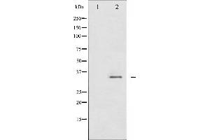 Western blot analysis of CDC2 phosphorylation expression in HepG2 whole cell lysates,The lane on the left is treated with the antigen-specific peptide. (CDK1 anticorps  (pTyr15))