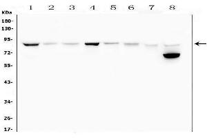 anti-Mitofusin 2 (MFN2) (AA 601-757) antibody