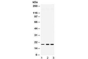 Western blot testing of 1) rat liver, 2) human HeLa and 3) human U-2 OS lysate with PC4 antibody at 0. (SUB1 anticorps  (AA 96-127))