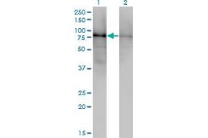 Western Blot analysis of DBR1 expression in transfected 293T cell line by DBR1 monoclonal antibody (M01), clone 3A7. (DBR1 anticorps  (AA 445-538))