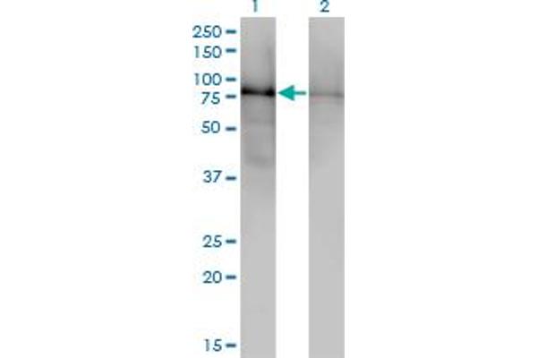 DBR1 anticorps  (AA 445-538)