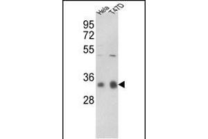 Western blot analysis of hP1CC- (ABIN392846 and ABIN2842268) in Hela, T47D cell line lysates (35 μg/lane). (PPP1CC anticorps  (C-Term))