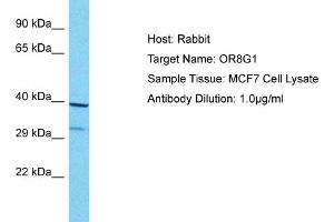 Host: Rabbit Target Name: OR8G1 Sample Type: MCF7 Whole Cell lysates Antibody Dilution: 1. (OR8G1 anticorps  (C-Term))