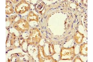 Immunohistochemistry of paraffin-embedded human kidney tissue using ABIN7151414 at dilution of 1:100 (EFCAB7 anticorps  (AA 1-158))