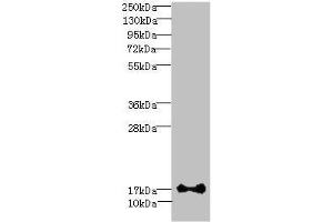 Western blot All lanes: ISCA2 antibody at 0. (ISCA2 anticorps  (AA 9-154))