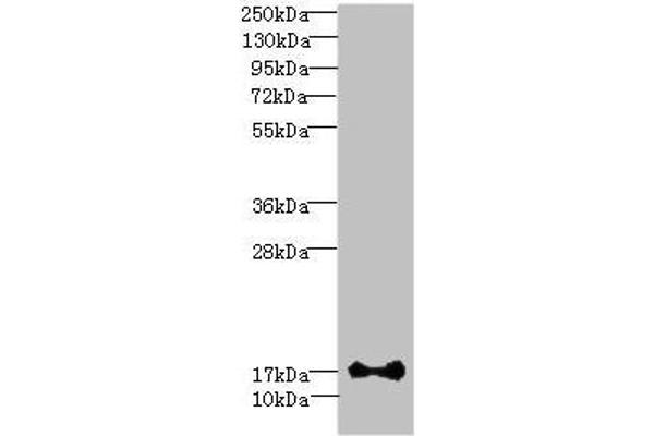 ISCA2 anticorps  (AA 9-154)