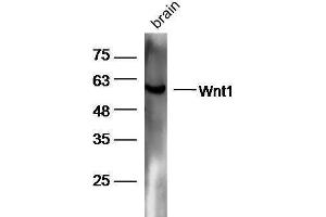Mouse brain lysates probed with Rabbit Anti-Wnt1 Polyclonal Antibody, Unconjugated  at 1:5000 for 90 min at 37˚C. (WNT1 anticorps  (AA 251-350))