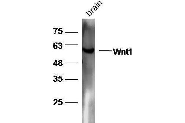WNT1 anticorps  (AA 251-350)