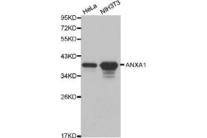 Western blot analysis of extracts of various cell lines, using ANXA1 antibody. (Annexin a1 anticorps)