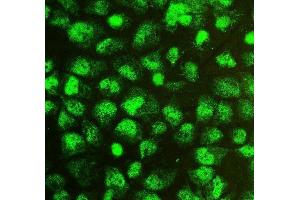IF analysis of SOX15 using anti-SOX15 antibody (ABIN6719624). (SOX15 anticorps  (AA 1-233))