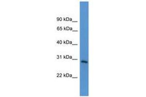 Image no. 1 for anti-Tumor Necrosis Factor Receptor Superfamily, Member 4 (TNFRSF4) (AA 151-200) antibody (ABIN6746547)