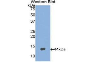 Western Blotting (WB) image for anti-Brain-Derived Neurotrophic Factor (BDNF) (AA 134-238) antibody (ABIN3209749) (BDNF anticorps  (AA 134-238))
