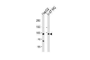 Western blot analysis of lysates from HepG2, U-87 MG cell line (from left to right), using URG4 Antibody (Center) (ABIN653942 and ABIN2843171). (URGCP anticorps  (AA 466-495))