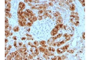 Formalin-fixed, paraffin-embedded human Pancreas stained with GP2 Mouse Monoclonal Antibody (GP2/1805). (GP2 anticorps  (AA 35-179))