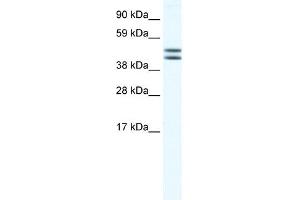 WB Suggested Anti-EGLN2 Antibody Titration:  0. (PHD1 anticorps  (N-Term))