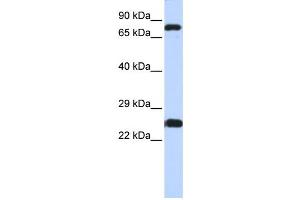 Western Blotting (WB) image for anti-Zinc Finger Protein 799 (ZNF799) antibody (ABIN2458232) (ZNF799 anticorps)