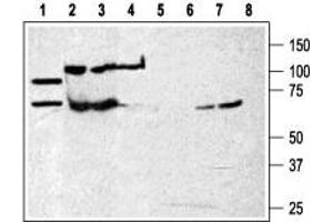 Western blot analysis of rat brain membranes (lanes 1 and 5) and human K562 chronic myelogenous leukemia cell line (lanes 2 and 6) and Mouse WEHI-231 B cell lymphoma (lanes 3 and 7) and human HL-60  promyelocytic leukemia cell line (lanes 4 and 8):  - 1-4. (P2RX7 anticorps  (Extracellular Loop))