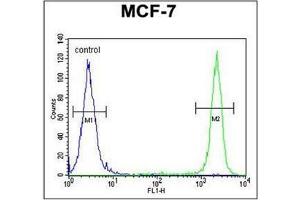 Flow cytometric analysis of MCF-7 cells using SEL1L Antibody (Center) Cat. (SEL1L anticorps  (Middle Region))