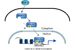 The SMAD pathway follows the canonical TGF-ß signaling pathway. (SMAD3 anticorps  (Internal Region, pThr179))