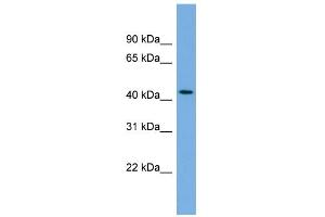 WB Suggested Anti-SKA3 Antibody Titration: 0.