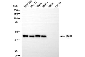 Western blotting analysis using RNH1 antibody (ABIN7800210). (RNH1 anticorps)