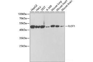 Western blot analysis of extracts of various cell lines using FLOT1 Polyclonal Antibody at dilution of 1:1000. (Flotillin 1 anticorps)