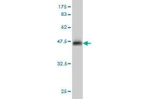Western Blot detection against Immunogen (37. (INSRR anticorps  (AA 651-760))
