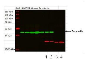 HMOX1 antibody - N-terminal region  validated by WB using tonsil and fibroblast at 1:1000.